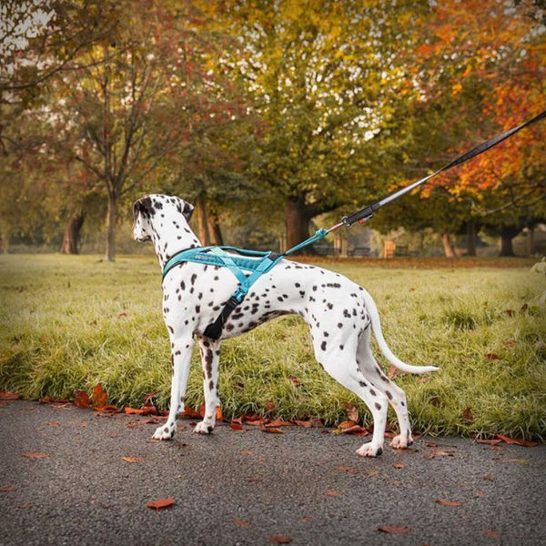 RUSH KURZ-ZUGGESCHIRR