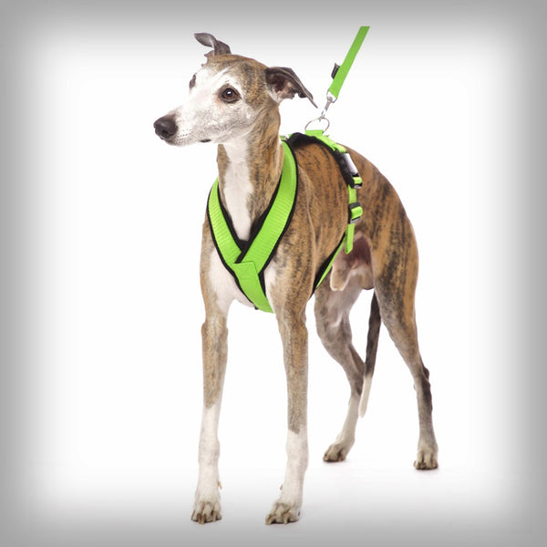 SOFA DOG SPORTS Y-BIG