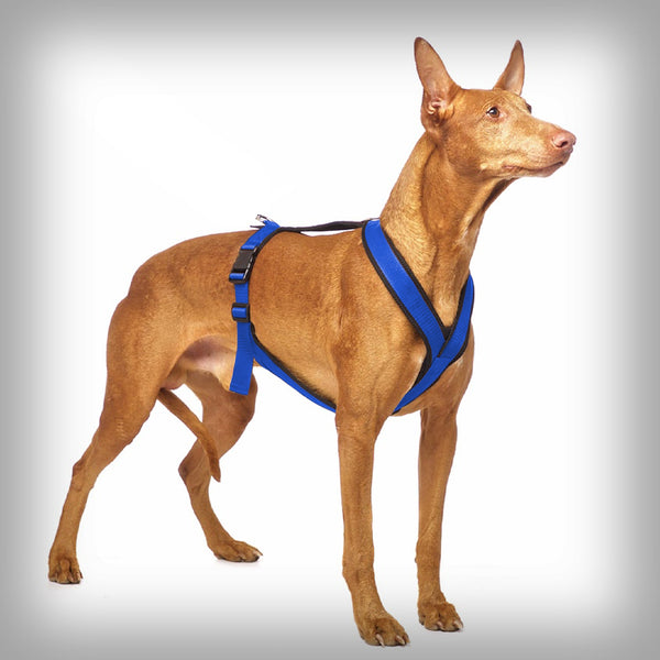 SOFA DOG SPORTS Y-SMALL