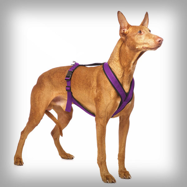 SOFA DOG SPORTS Y-SMALL