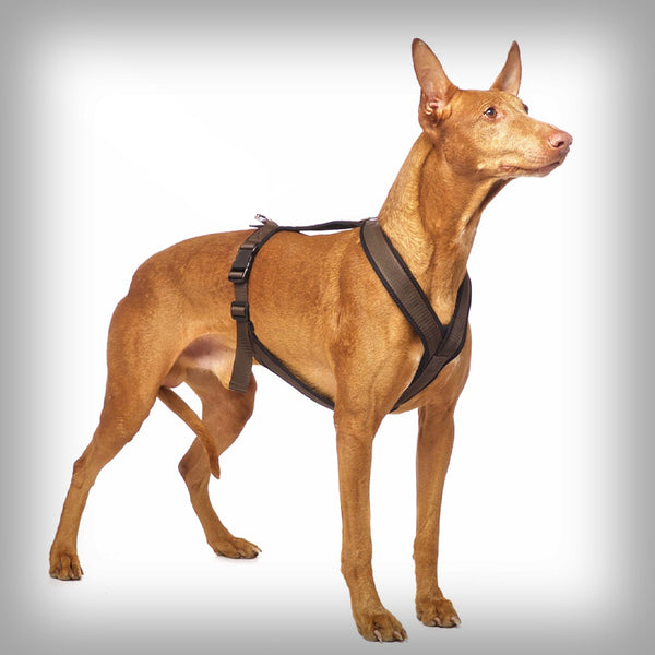 SOFA DOG SPORTS Y-SMALL
