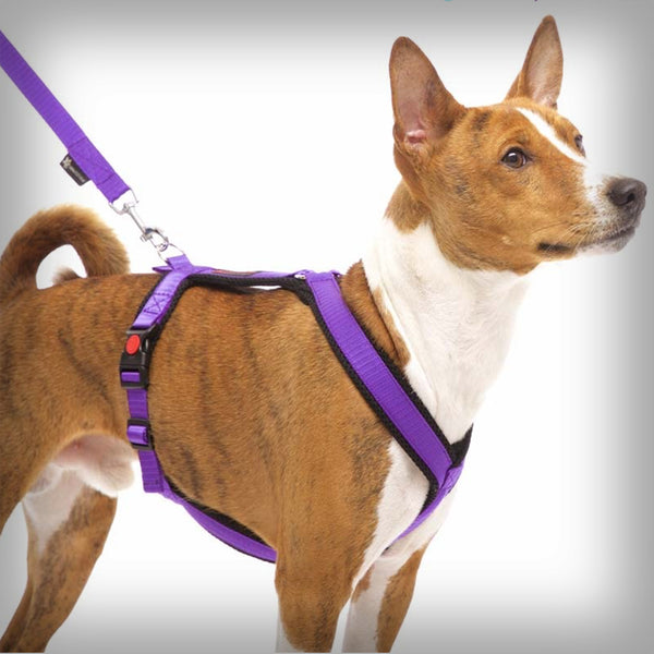 SOFA DOG SPORTS Y-SMALL