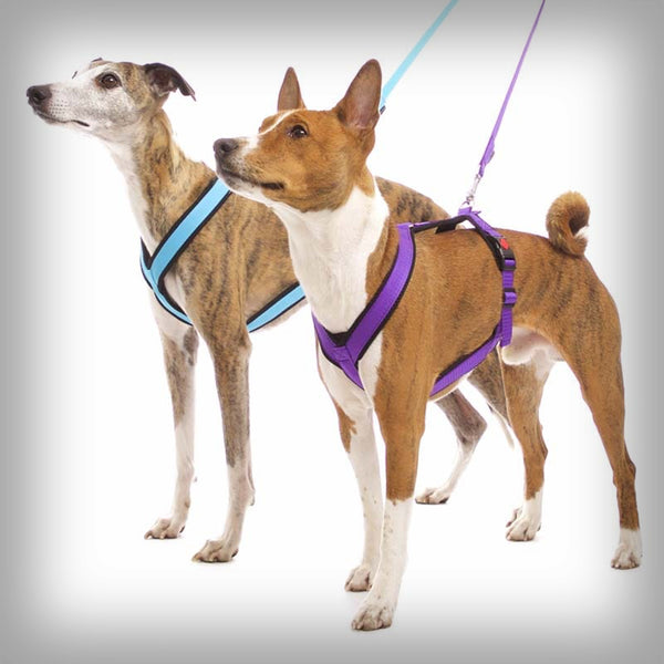 SOFA DOG SPORTS Y-SMALL