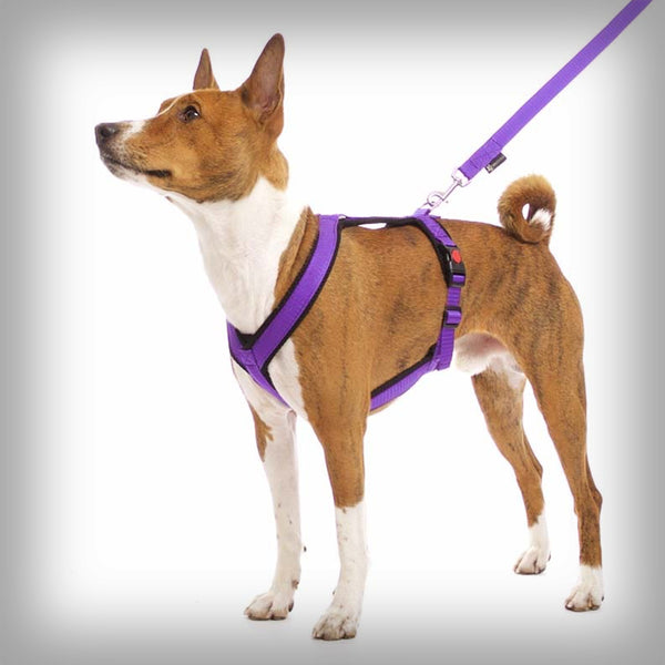 SOFA DOG SPORTS Y-SMALL