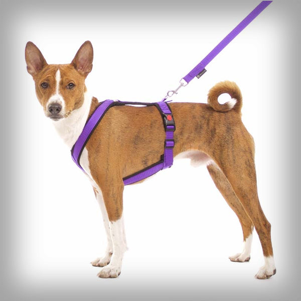 SOFA DOG SPORTS Y-SMALL