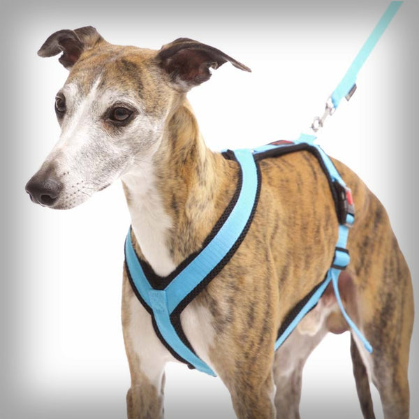 SOFA DOG SPORTS Y-SMALL