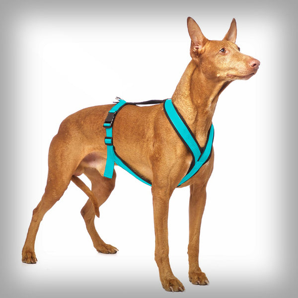 SOFA DOG SPORTS Y-SMALL