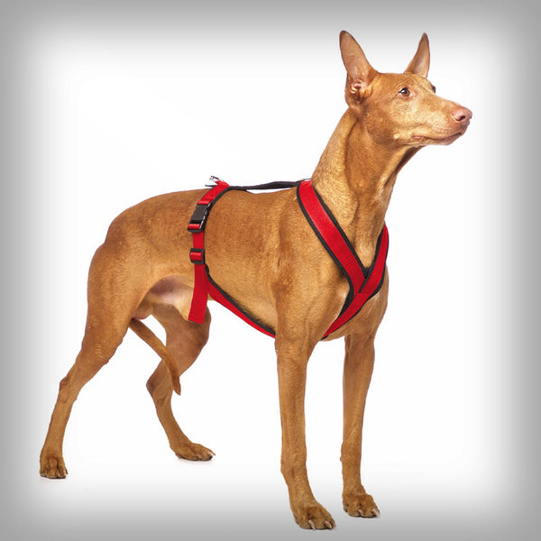 SOFA DOG SPORTS Y-SMALL