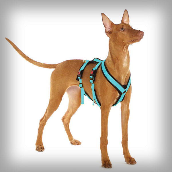 SOFA DOG SPORTS Y-BIG DOUBLE