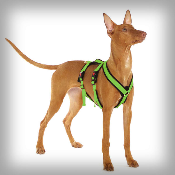 SOFA DOG SPORTS Y-BIG DOUBLE