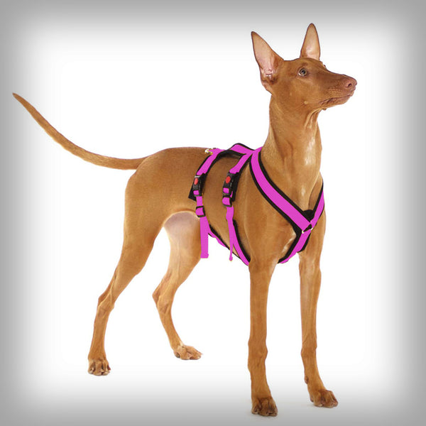 SOFA DOG SPORTS Y-SMALL DOUBLE