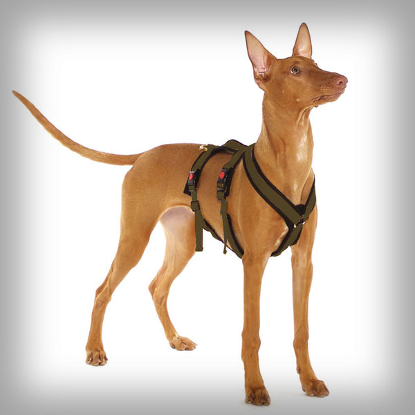 SOFA DOG SPORTS Y-SMALL DOUBLE