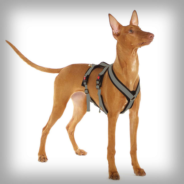 SOFA DOG SPORTS Y-SMALL DOUBLE