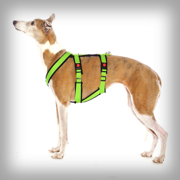 SOFA DOG SPORTS Y-SMALL DOUBLE