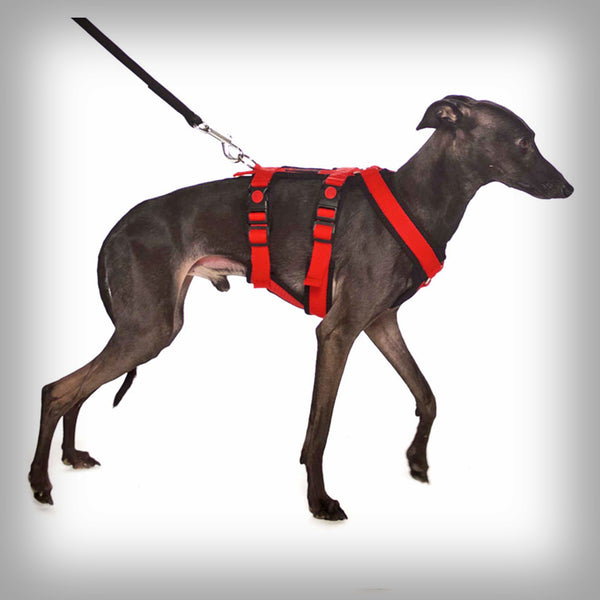 SOFA DOG SPORTS Y-SMALL DOUBLE