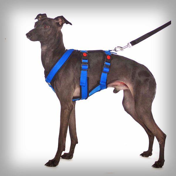 SOFA DOG SPORTS Y-SMALL DOUBLE