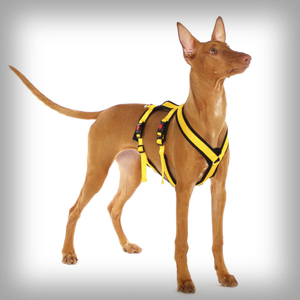 SOFA DOG SPORTS Y-SMALL DOUBLE