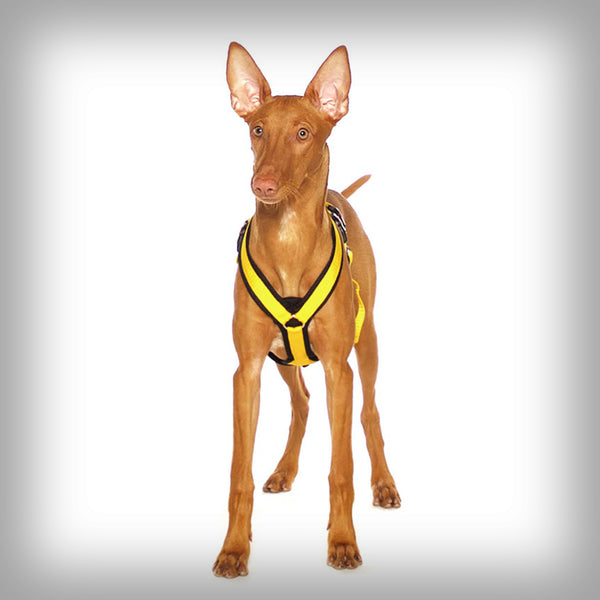 SOFA DOG SPORTS Y-SMALL DOUBLE