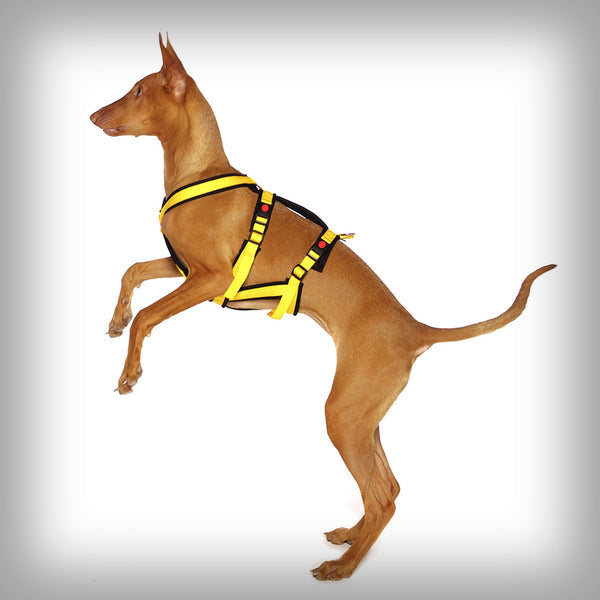 SOFA DOG SPORTS Y-SMALL DOUBLE