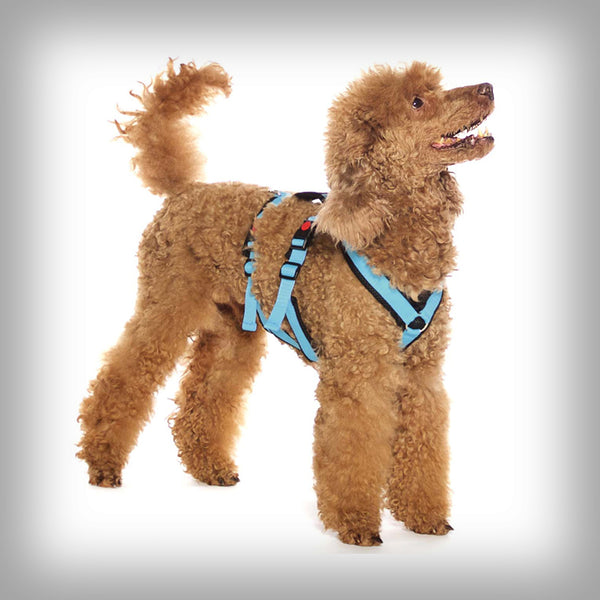 SOFA DOG SPORTS Y-SMALL DOUBLE