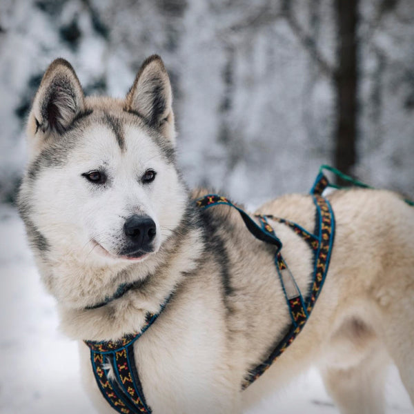 SIBIRIAN RACE ZUGGESCHIRR