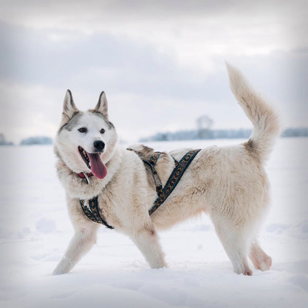 SIBIRIAN RACE ZUGGESCHIRR