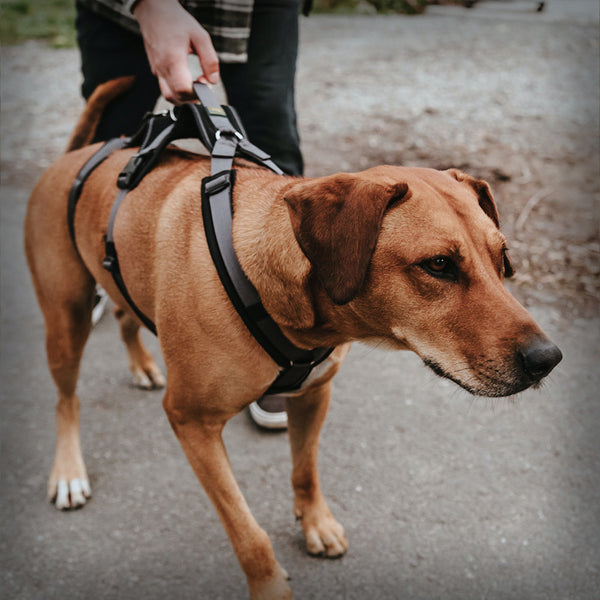 SICHERHEITSGESCHIRR MALDON SAVE