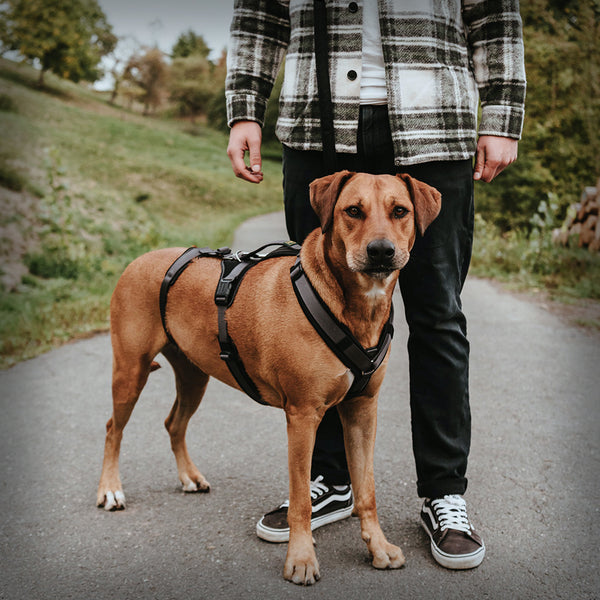 SICHERHEITSGESCHIRR MALDON SAVE