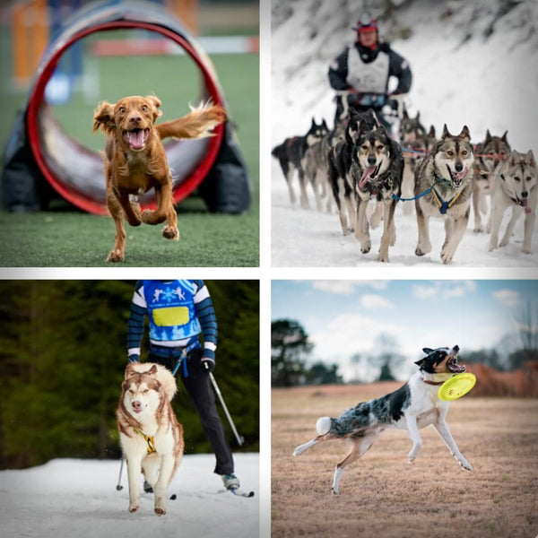 NINJA WAURRIOR 100 GR