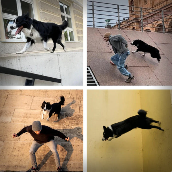 NINJA WAURRIOR 100 GR