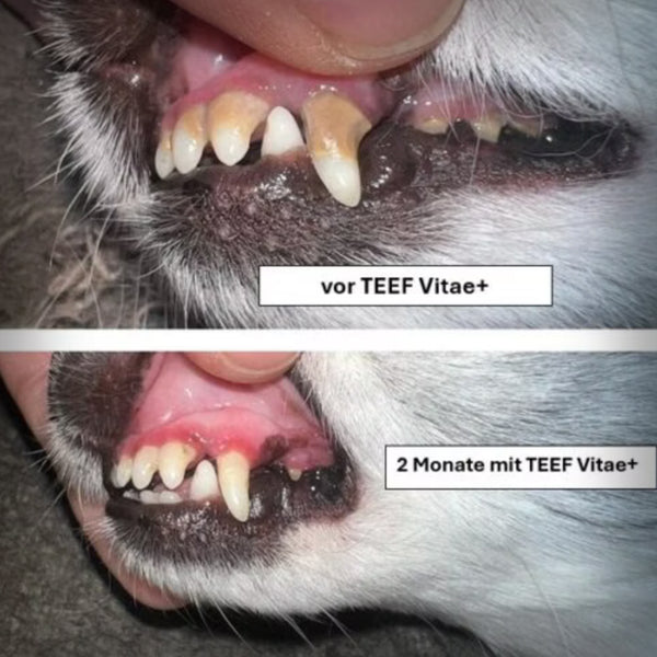 TEEF VITAE+