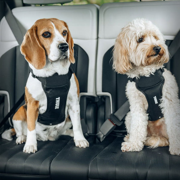 THULE AUTO-SICHERUNGSGESCHIRR