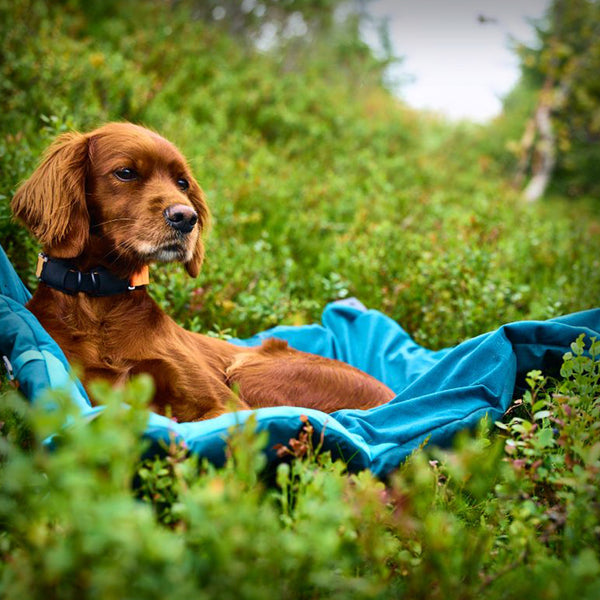 NON-STOP TREKKING DOG BED
