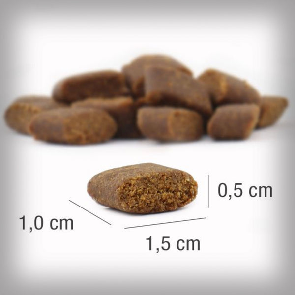 ADULT IBERICO SCHWEIN