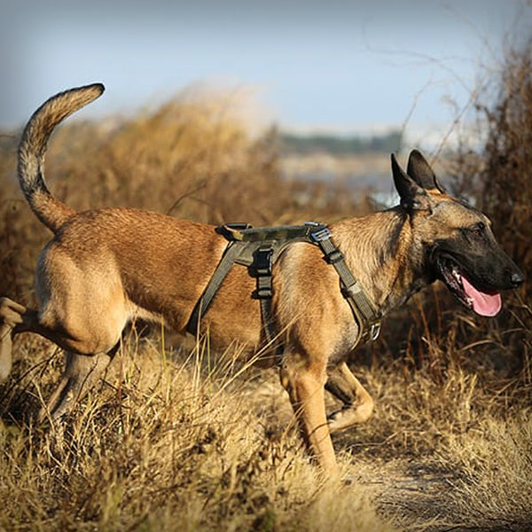 TRUE LOVE ESCAPE GESCHIRR