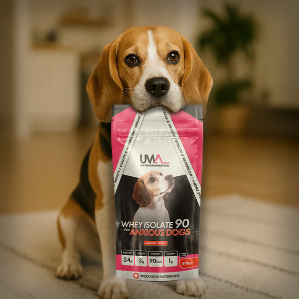 UMA ANXIOUS 510 GR