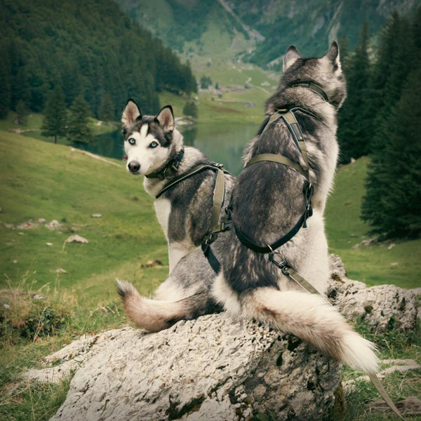 V.I.P. MULTISPORT STAFF ARBEITSGESCHIRR