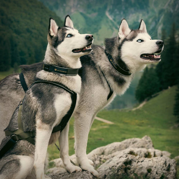 V.I.P. MULTISPORT STAFF ARBEITSGESCHIRR