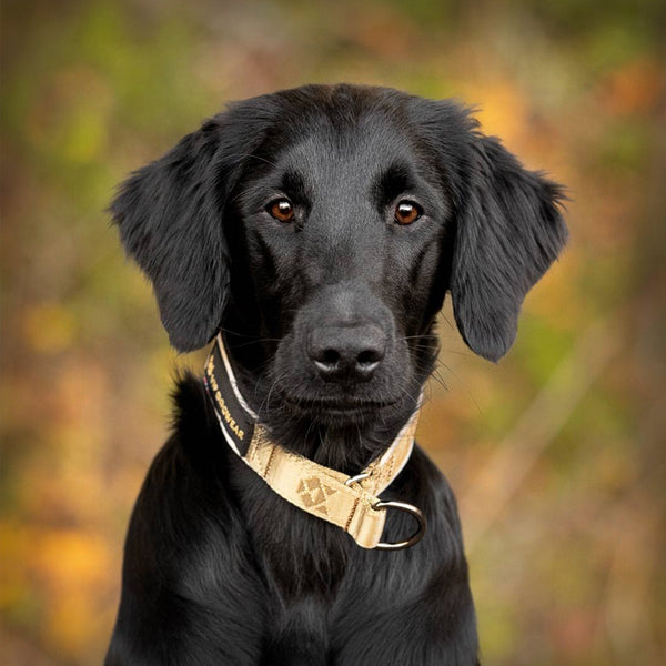 VIP HALSBAND ZUGSTOPP- BRONCE/GOLD