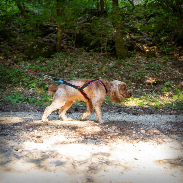 ZUGGESCHIRR OPEN BACK