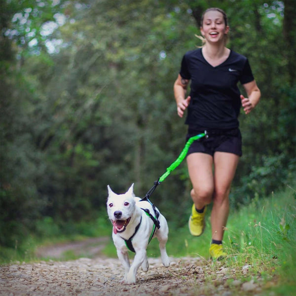 ZUGGESCHIRR OPEN BACK