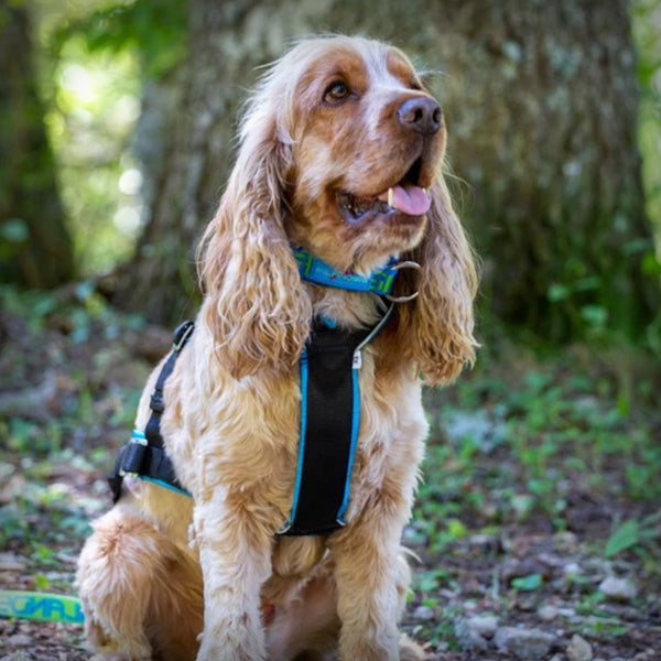 ZUGGESCHIRR OPEN BACK