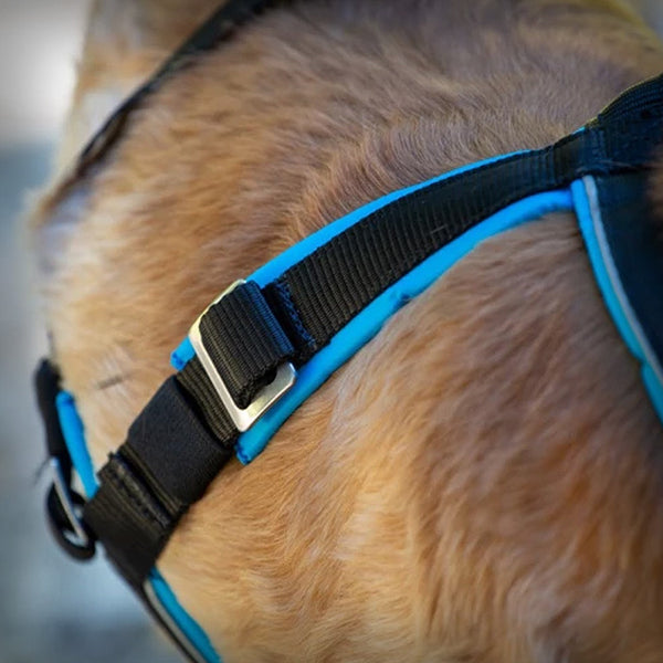 ZUGGESCHIRR OPEN BACK