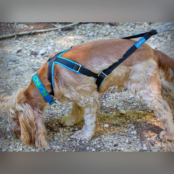 ZUGGESCHIRR OPEN BACK