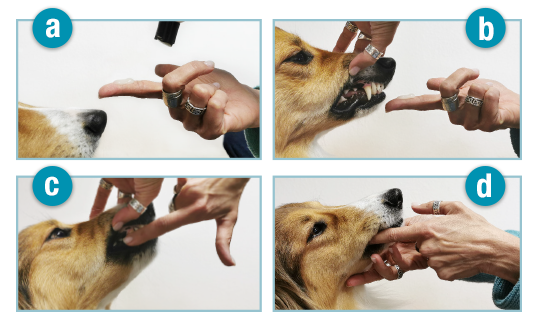 ORAL CLEAN & CARE CLASSIC