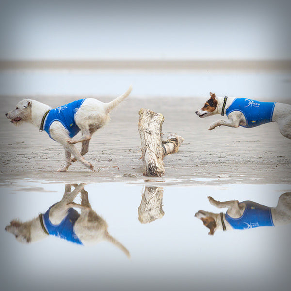 AXAECO ALL-ROUNDER WESTE