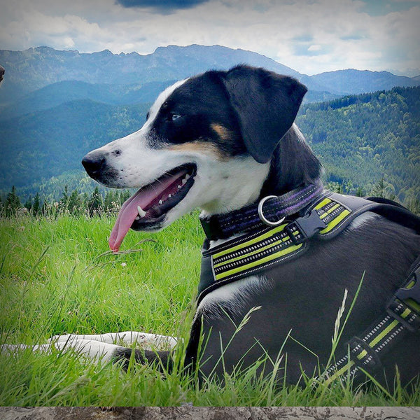 AXAECO 4 SEASON POWER- Das Brustgeschirr von der schwedischen Firma Axaeco. Durch die unterlegte Schnalle am Hals, kann das Geschirr dem Hund ohne Stress schnell und leicht angelegt werden. Es überzeugt durch seine sehr hochwertige Verarbeitung.