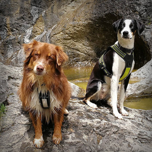 AXAECO 4 SEASON POWER- Das Brustgeschirr von der schwedischen Firma Axaeco. Durch die unterlegte Schnalle am Hals, kann das Geschirr dem Hund ohne Stress schnell und leicht angelegt werden. Es überzeugt durch seine sehr hochwertige Verarbeitung.