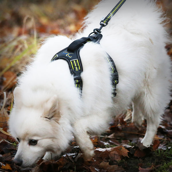 AXAECO 4 SEASON POWER- Das Brustgeschirr von der schwedischen Firma Axaeco. Durch die unterlegte Schnalle am Hals, kann das Geschirr dem Hund ohne Stress schnell und leicht angelegt werden. Es überzeugt durch seine sehr hochwertige Verarbeitung.
