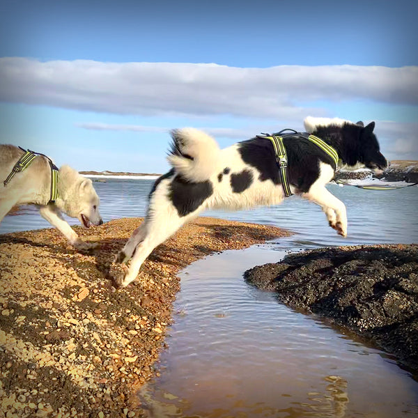 AXAECO 4 SEASON POWER- Das Brustgeschirr von der schwedischen Firma Axaeco. Durch die unterlegte Schnalle am Hals, kann das Geschirr dem Hund ohne Stress schnell und leicht angelegt werden. Es überzeugt durch seine sehr hochwertige Verarbeitung.